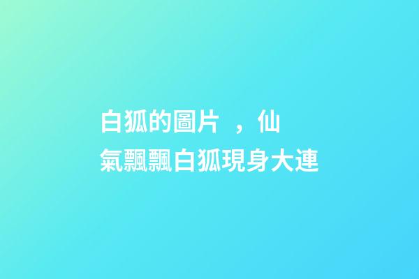 白狐的圖片，仙氣飄飄白狐現身大連-第1張-觀點-玄機派